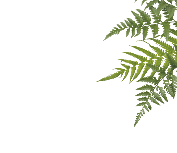 Shape 1